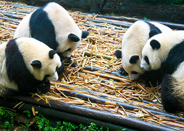 Giant Pandas, Chengdu