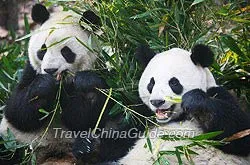 Giant Pandas