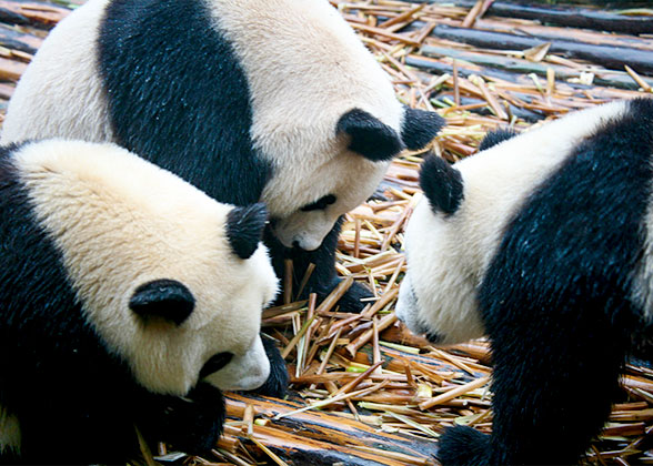 Giant Pandas, Chengdu