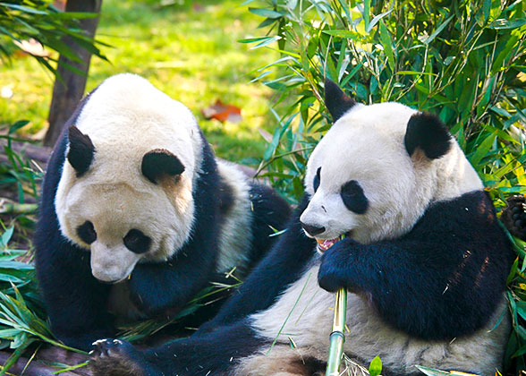 Giant pandas
