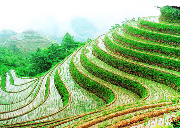 Dragon's backbone rice terraces