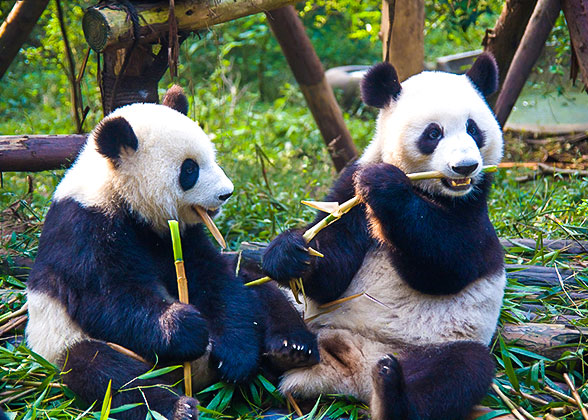 Cute Pandas Chewing Bamboos