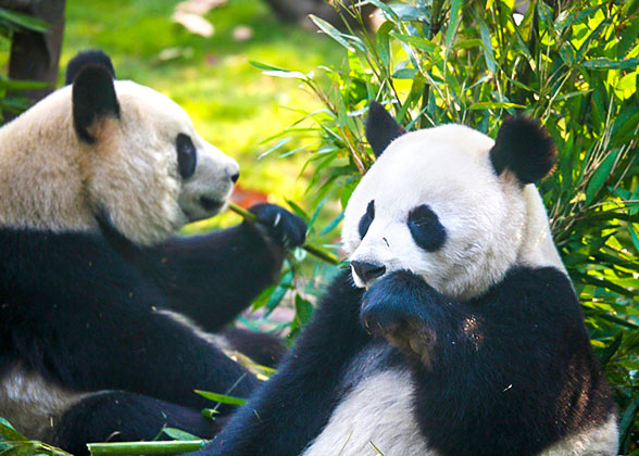 Cute Pandas in Chengdu