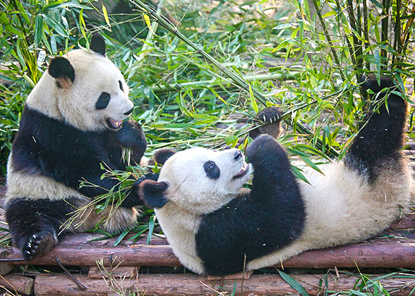 Giant Pandas, Chengdu