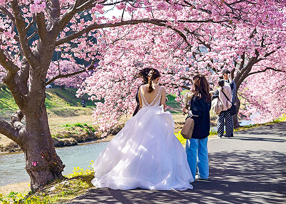 Cherry Blossom in Japan