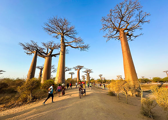 Giant Baobabs