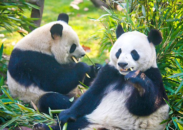 Giant pandas
