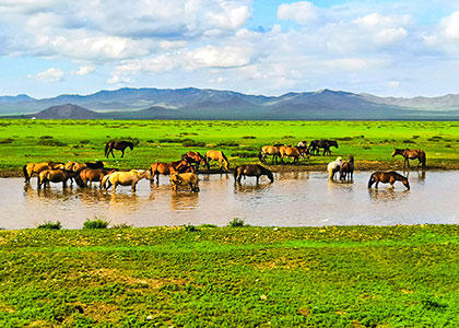 Mongolian Grassland Mongolian Grassland