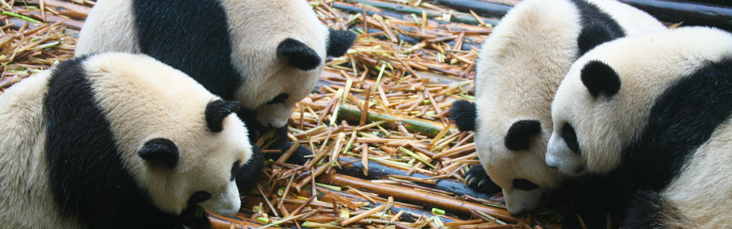 Giant pandas, Chengdu