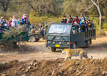 Ranthambore National Park Ranthambore National Park