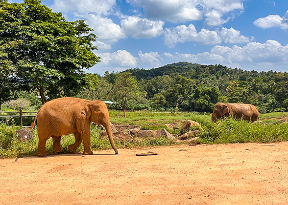 Yala National Park, Tissamaharama